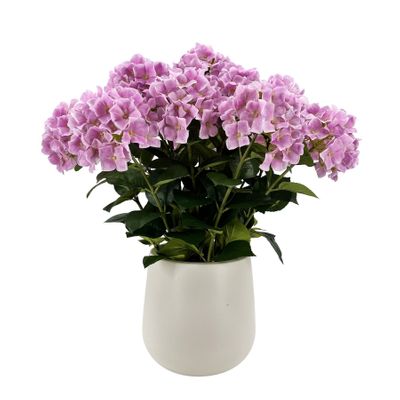 Potted Pink Hydrangea x 15 Stems in a Ceramic Pot- 71cm