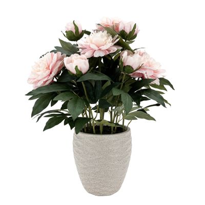 Potted Light Pink Peony Bush in Patterned Pot - 61cm