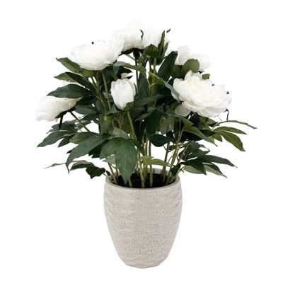 Potted White Peony Bush in Patterned Pot - 61cm
