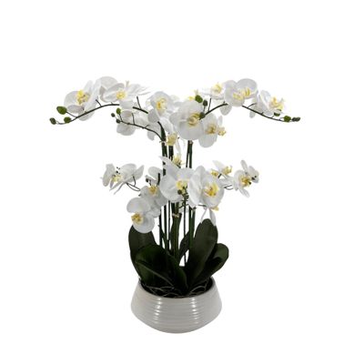 Potted White Orchid x 6 Stems in a Ceramic Pot - 64cm