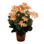 Begonia Bush Lt. Peach