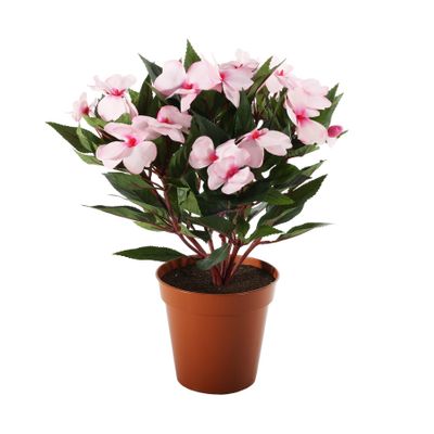 Impatiens Bush Lt Pink