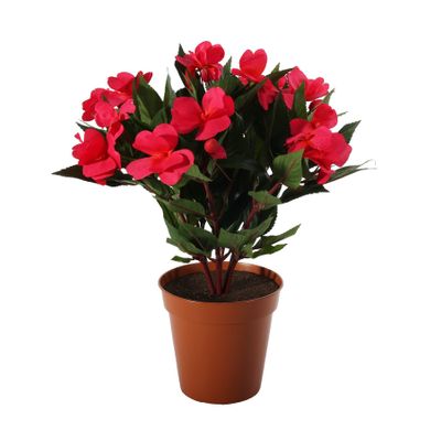 Impatiens Bush Hot Pink