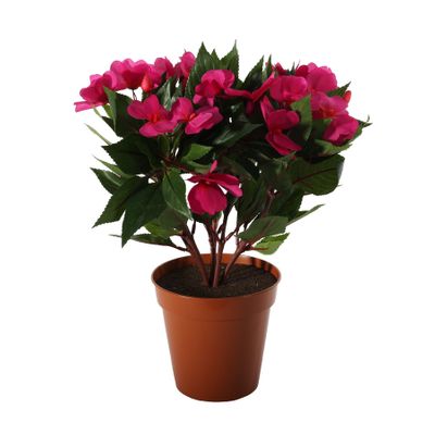 Impatiens Bush Fuchsia