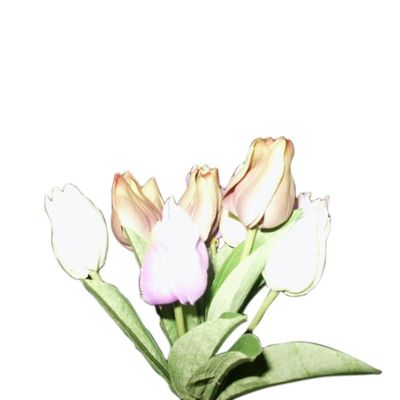 Tulip Bundle Cream/Purple/Green