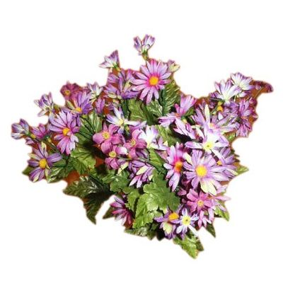 Daisy Bush Purple