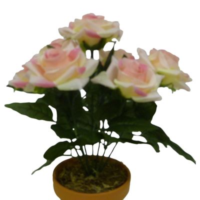 Pink Raindrop Rose Bush
