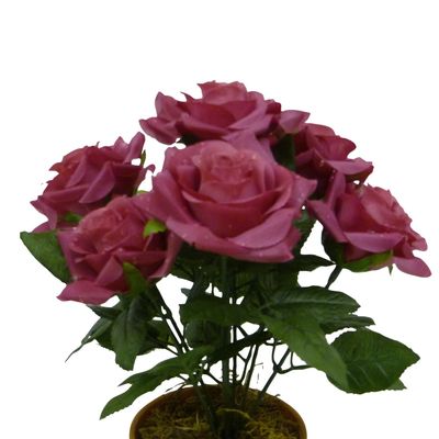 Hot Pink Raindrop Rose Bush