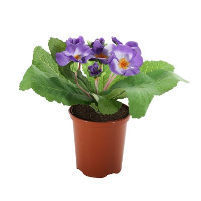 19cm Primula Bush Purple