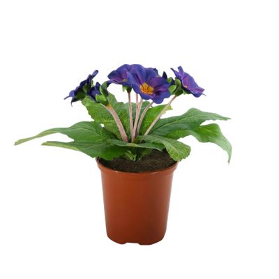 19cm Primula Bush Dark Purple
