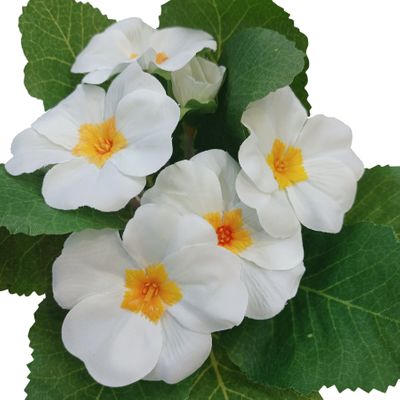 19cm Primula Bush Cream