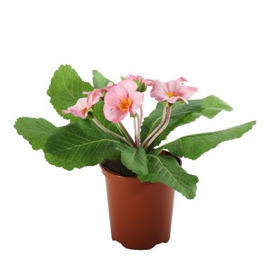 19cm Primula Bush Pink