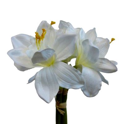 28cm Amaryllis Bundle Cream
