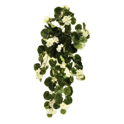 Trailing Geranium Bush Cream