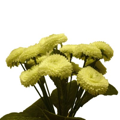 24cm Bellis Bush Cream