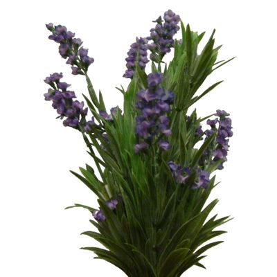 Lavender Bush x12 Purple