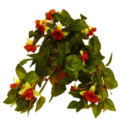 Hanging Fuchsia Bush Red/Cream