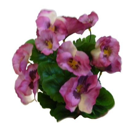 Pansy Bush x7 Hot Pink