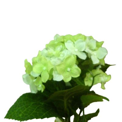 Hydrangea Bush Cream/Green