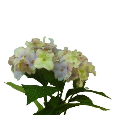Hydrangea Bush Mauve