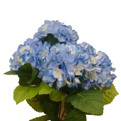 Hydrangea Bush Blue