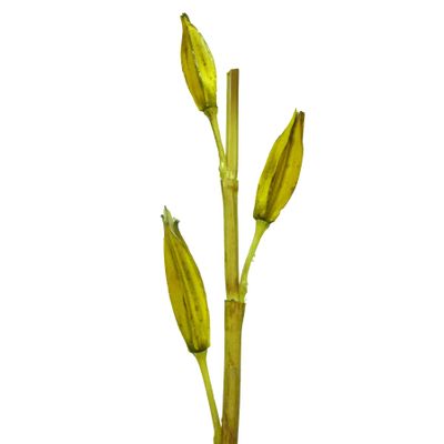 Sala Seed Spray LT Brown