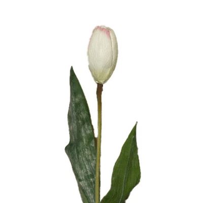 Tulip Champagne