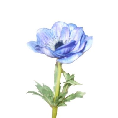 Single Anemone Lavender
