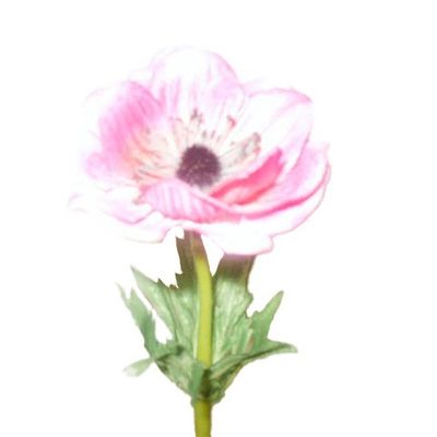 Single Anemone Hot Pink