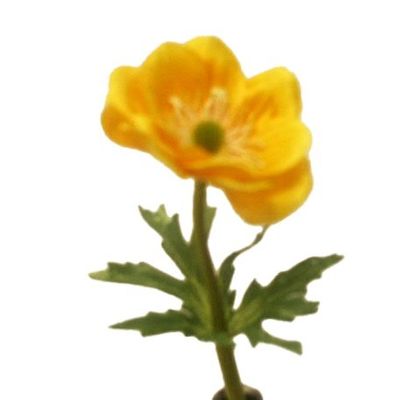 Single Anemone Dk Yellow