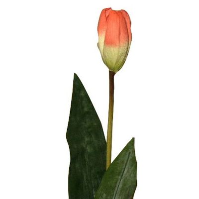 Tulip Peach