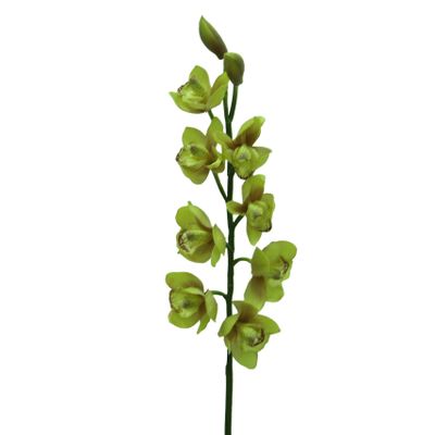 Cymbidium Green
