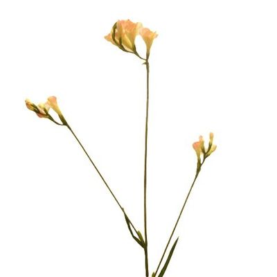 Freesia Lt Pink