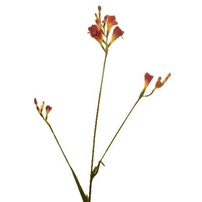 Freesia Beauty