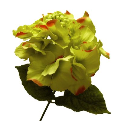 Lime Hydrangea