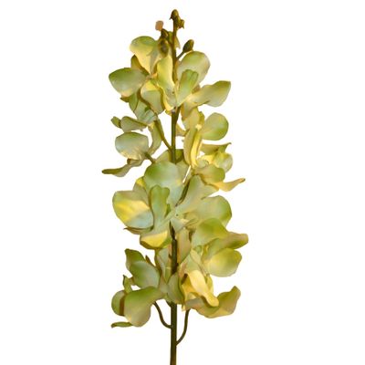 69cm Ascocenda Orchid Lt Green