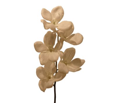Vanda Orchid Cream