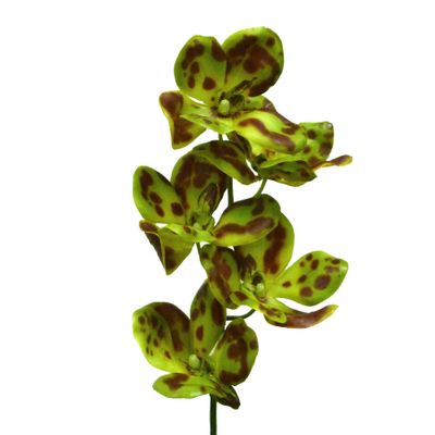 Vanda Orchid Green