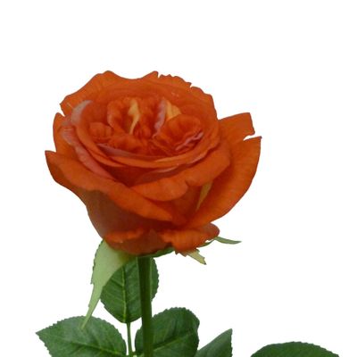 26.5" Jeanne Rose W/Leaves Salmon