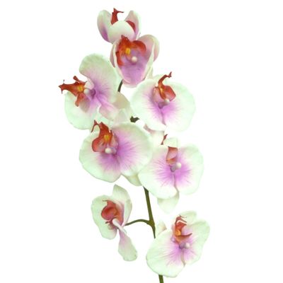 29.5" Phalaenopsis Pink/Cream