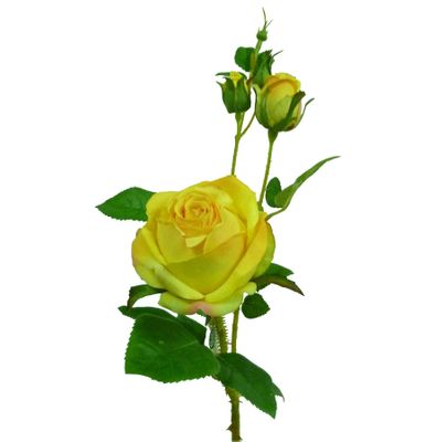 55cm Rose Spray Dk Yellow