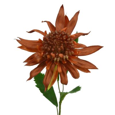 27" King Protea Red