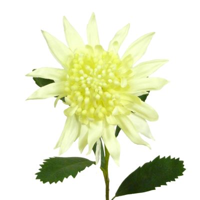27" King Protea Cream