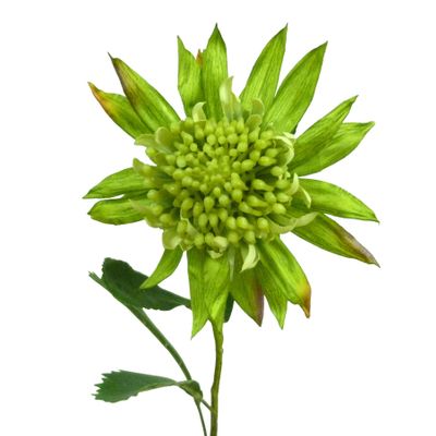 27" King Protea Green