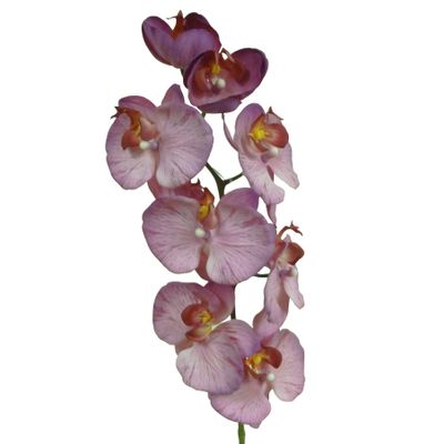 29.5" Phalaenopsis Hot Pink