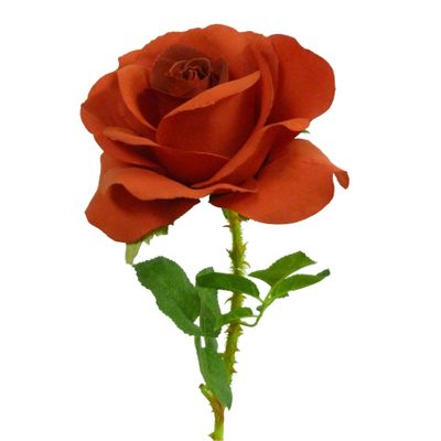 54cm Single Rose Red
