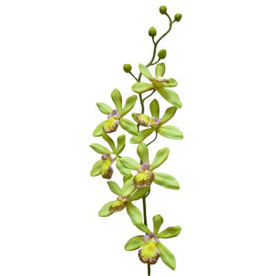 82cm Epicattleya Lt Green