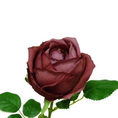 63cm Rose Burgundy