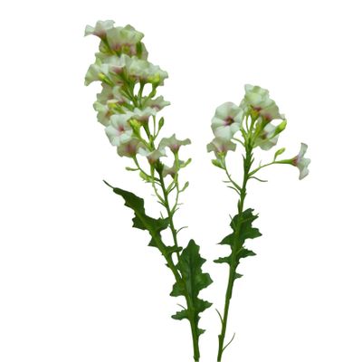76cm Phlox Spray Pink