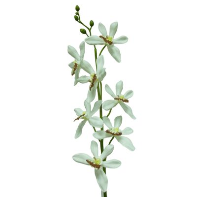 82cm Epicattleya Cream